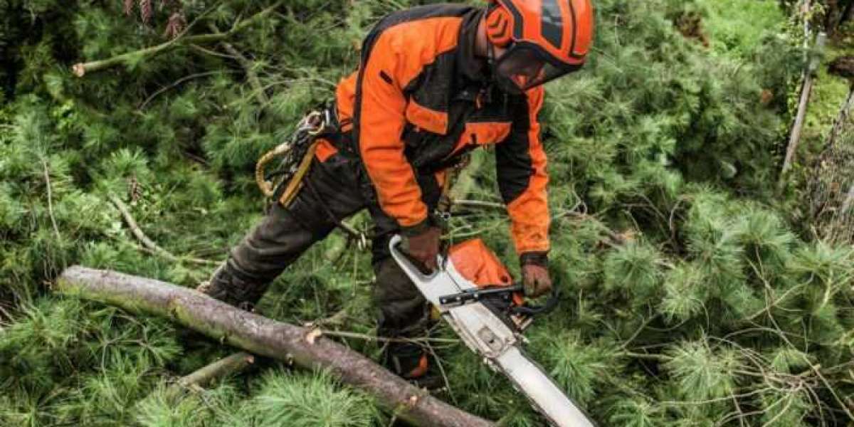 The Importance of Tree Pruning Services