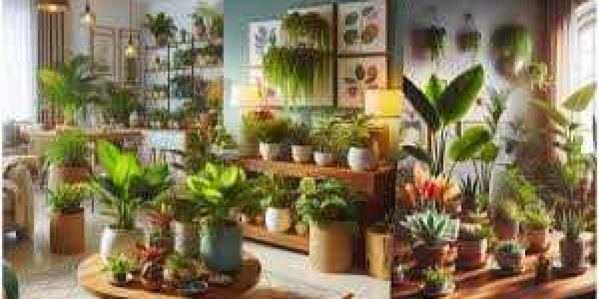 The Ultimate Guide to Buying Indoor Plants in Karachi